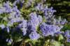 bluebushes_small.jpg