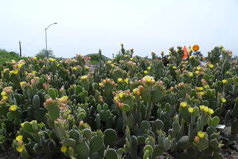 cactusblossoms.jpg