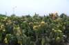 cactusblossoms_small.jpg