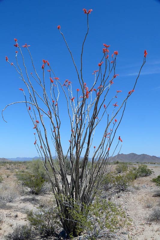 desertflowers.jpg