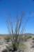 desertflowers_small.jpg