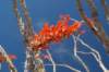 redthornydesertplant_small.jpg