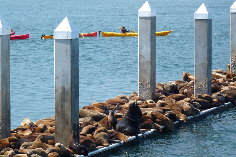 sealionsatelkhornslough.jpg