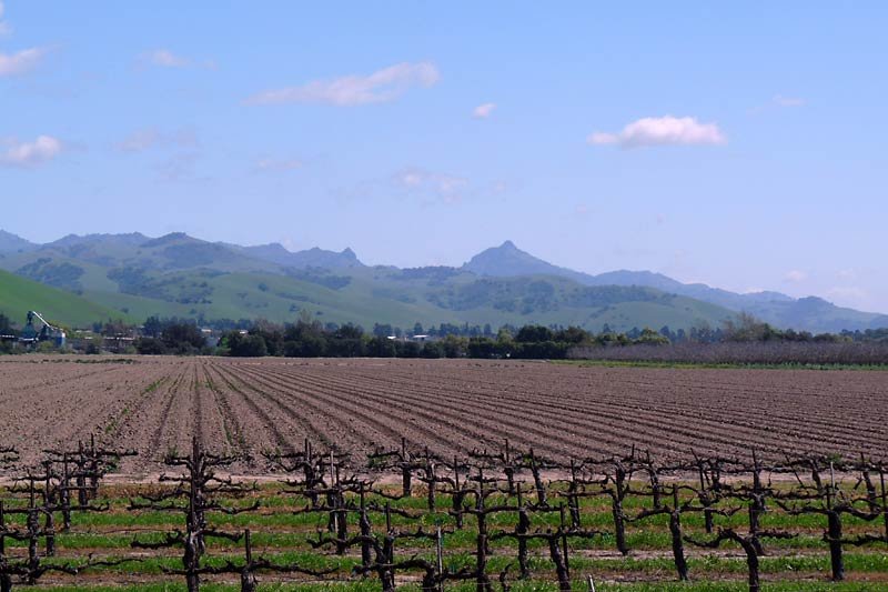 valleyvineyards.jpg
