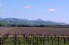 valleyvineyards_small.jpg
