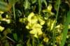 yellowflowers_small.jpg