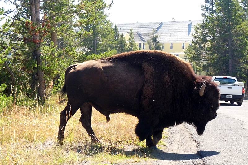 bisoncrossing.jpg