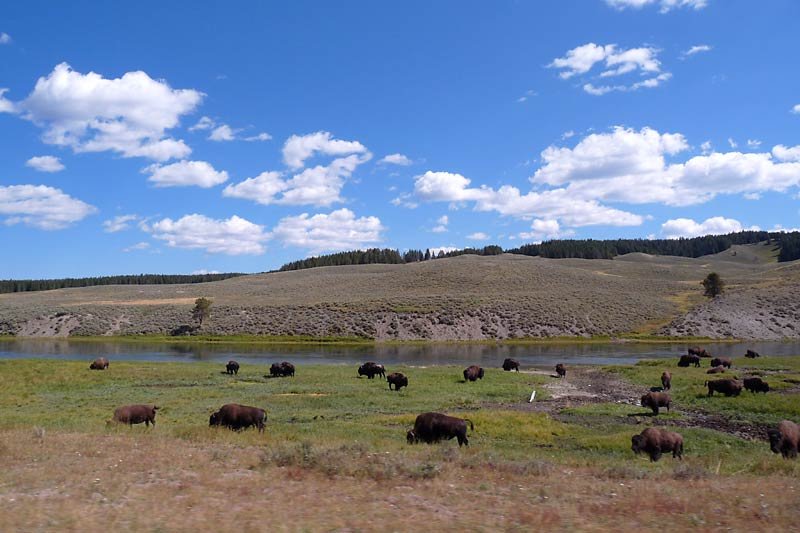 buffalograzing.jpg