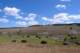 buffalograzing_small.jpg