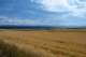idahowheat_small.jpg