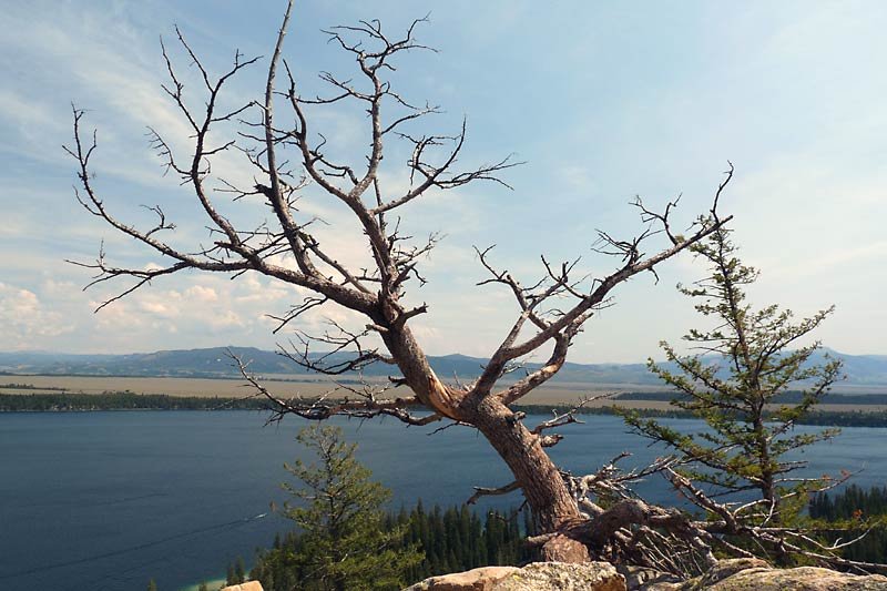 leafless.jpg