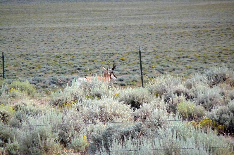 pronghorn.jpg
