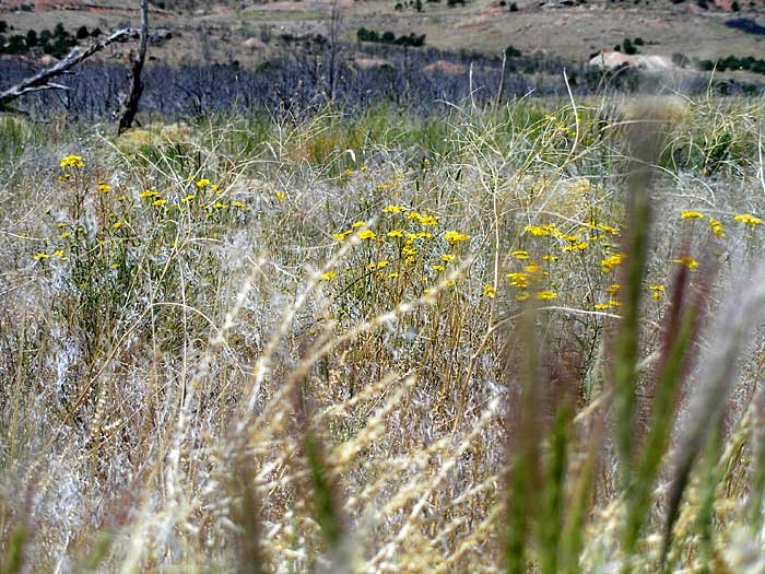 _desertflowr_700x525_web3.jpg